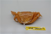 藏品(拉氏清溪蟹)的圖片